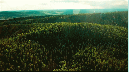 東北楊木板材選材